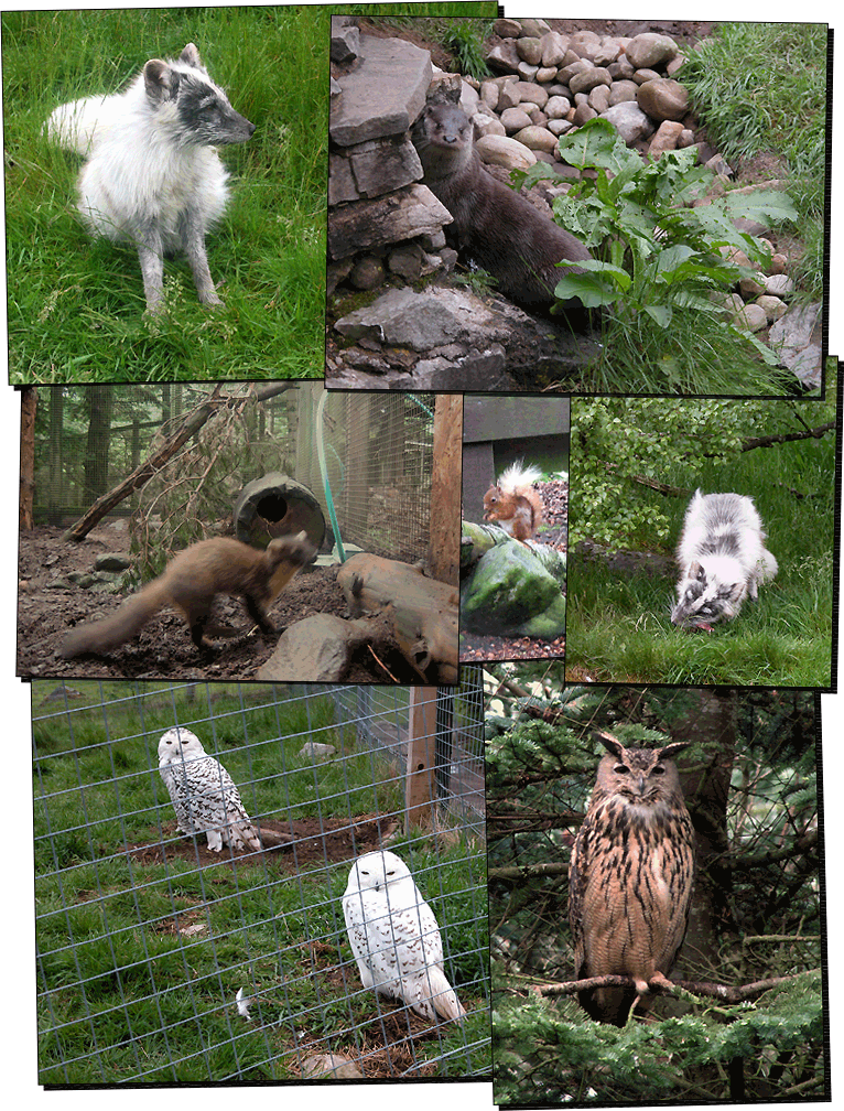 Wildpark