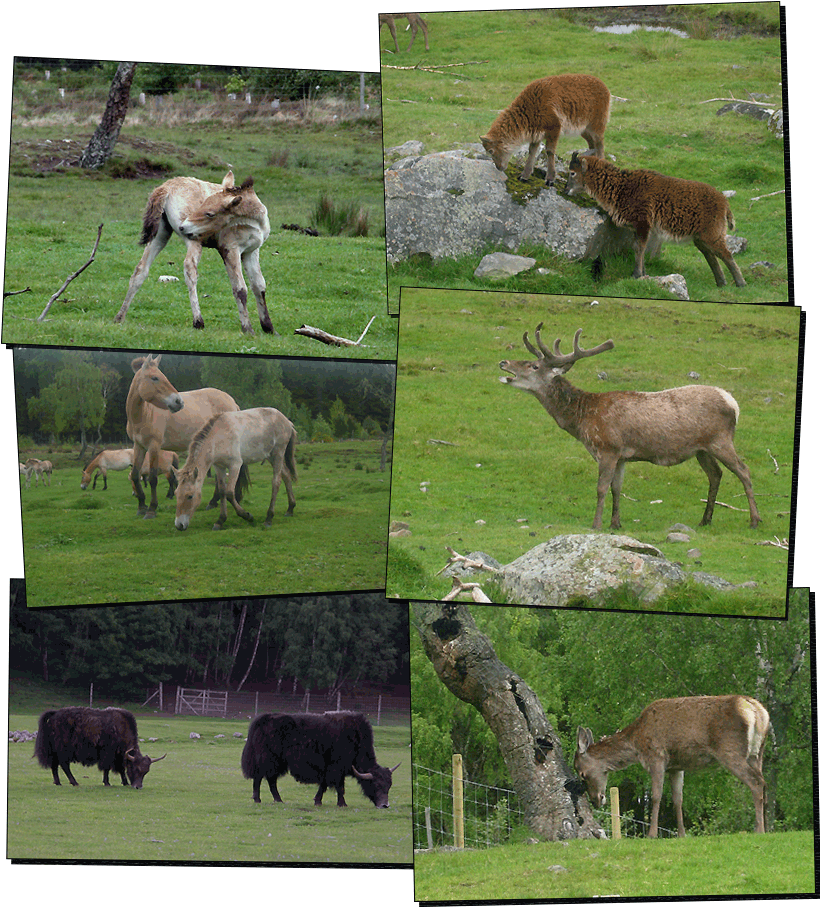 Wildpark