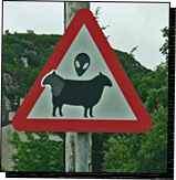 Doppelkopfschaf