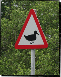 Ente