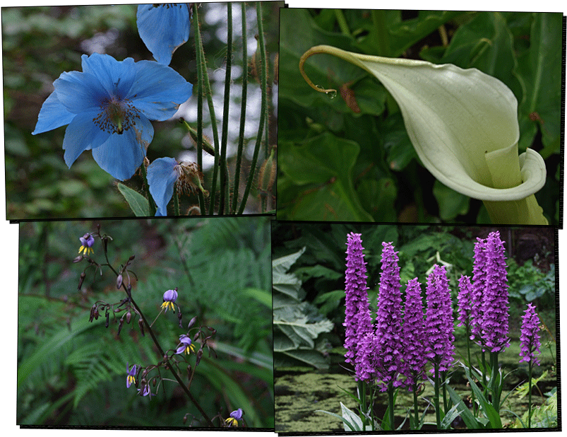 Inverewe Gardens