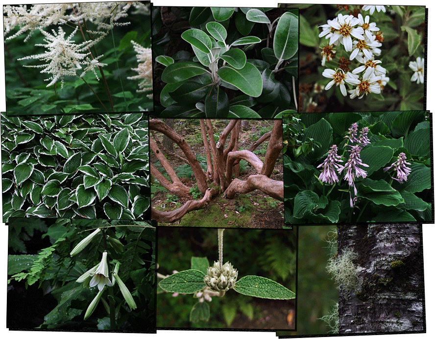 Inverewe Gardens