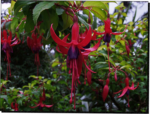 Inverewe Gardens