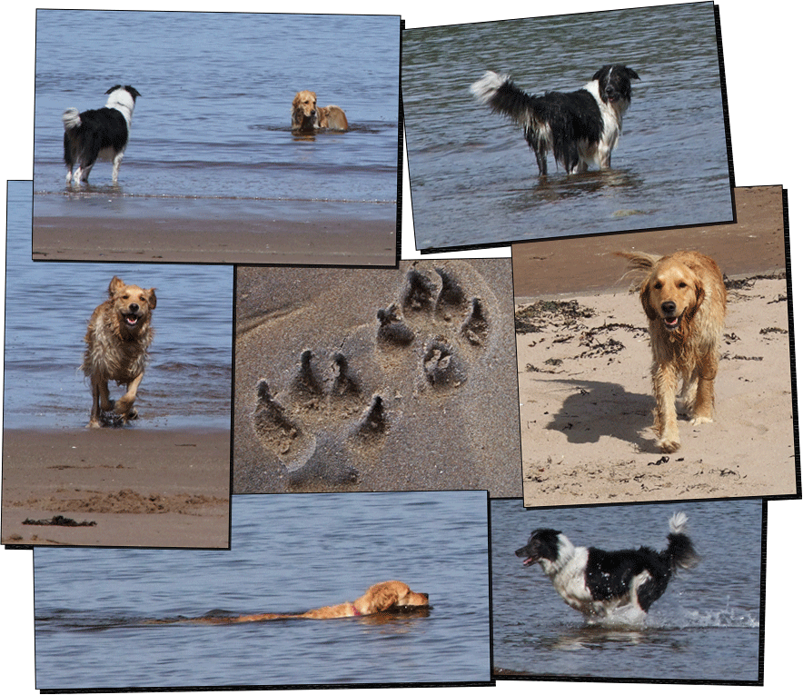 Hunde